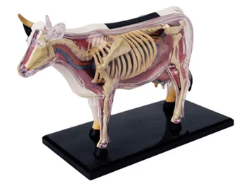  4d Крава Анатомия на Животните Модел на Скелета Медицинска Учебна Помощ Лабораторно Образование класно Оборудване капитана пъзел за Сглобяване на Играчки